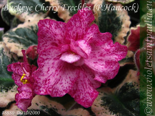 Buckeye Cherry Freckles.jpg